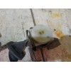 Ремни безопасности задние бу 6 GH Mazda 2007 - 2012